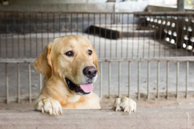 Kahverengi köpek durdu ve kafes üzerinde bekleyin 