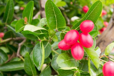 Karanda veya Carunda ya da İsa'nın Thom meyve arka plan