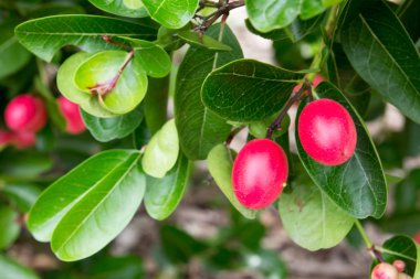 Karanda veya Carunda ya da İsa'nın Thom meyve arka plan