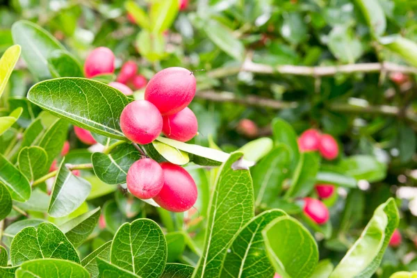 Karanda veya Carunda ya da İsa'nın Thom meyve arka plan