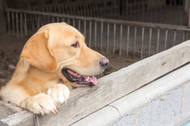 Kahverengi köpek durdu ve kafes üzerinde bekleyin 