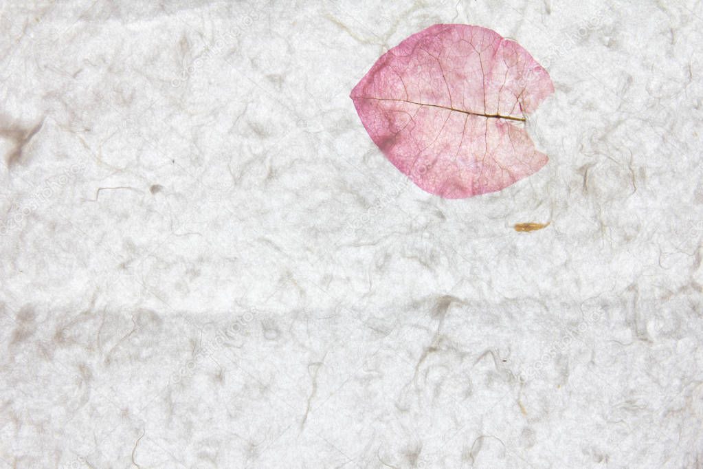 White mulberry paper with pink petal texture background