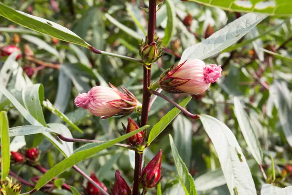 Hibiscus sabdariffa, fleur de Roselle dans le jardin — Photo