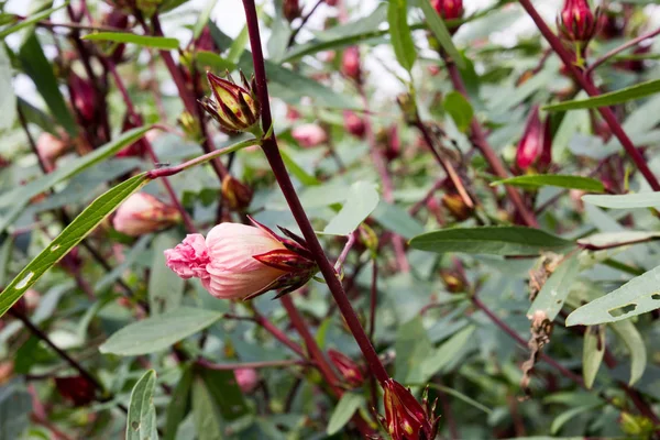 Hibiscus sabdariffa, Roselle kwiat w ogrodzie — Zdjęcie stockowe