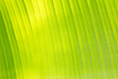 Green banana yaprak arka planını kapandı