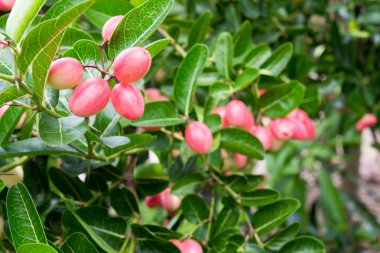 Karanda veya Carunda ya da İsa'nın Thom meyve arka plan