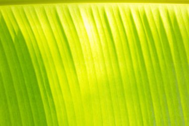 Green banana yaprak arka planını kapandı