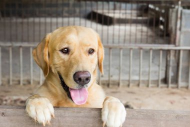 Kahverengi köpek durdu ve kafes üzerinde bekleyin 