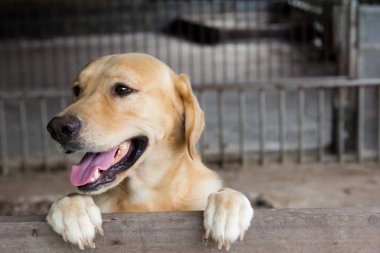 Kahverengi köpek durdu ve kafes üzerinde bekleyin 