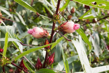 Hibiscus sabdariffa, Roselle Çiçek bahçesinde