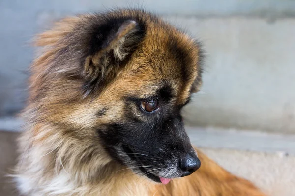 Altın ve siyah köpek için bir şey bekliyoruz — Stok fotoğraf