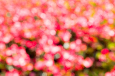 Güzel kırmızı, pembe, beyaz bokeh arka plan