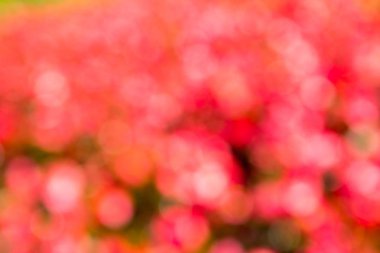 Güzel kırmızı, pembe, beyaz bokeh arka plan