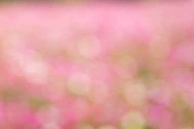 Güzel pembe, beyaz bokeh arka plan