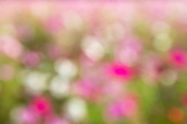 Güzel pembe, beyaz bokeh arka plan