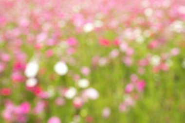 Güzel pembe, beyaz bokeh arka plan