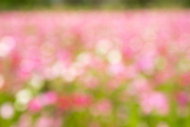 Güzel pembe, beyaz bokeh arka plan