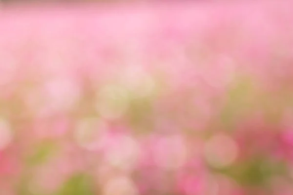Abstraktní krásné růžové, bílé pozadí bokeh — Stock fotografie