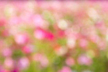 Güzel pembe, beyaz bokeh arka plan