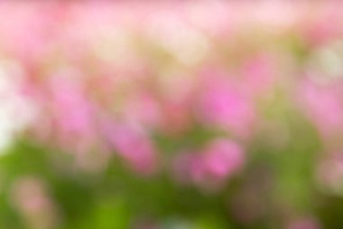 Güzel pembe, beyaz bokeh arka plan