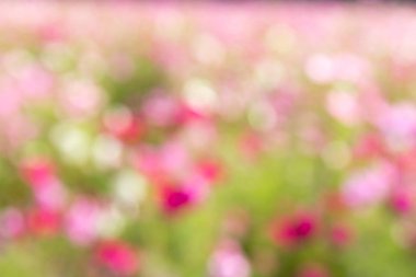 Güzel pembe, beyaz bokeh arka plan