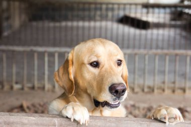 Kahverengi köpek durdu ve kafes üzerinde bekleyin 