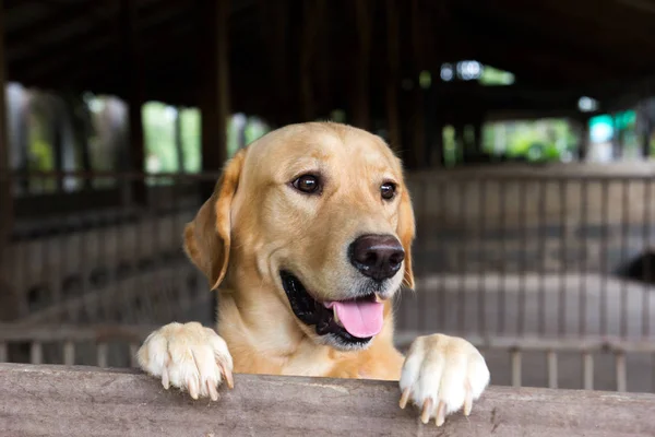 Brown cão ficou e esperar sobre a gaiola — Fotografia de Stock