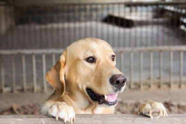 Kahverengi köpek durdu ve kafes üzerinde bekleyin 