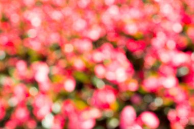 Güzel kırmızı, pembe, beyaz bokeh arka plan