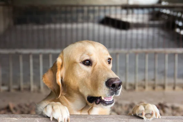 Kahverengi köpek durdu ve kafes üzerinde bekleyin — Stok fotoğraf