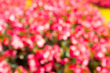 Kırmızı, pembe, beyaz bokeh arka plan