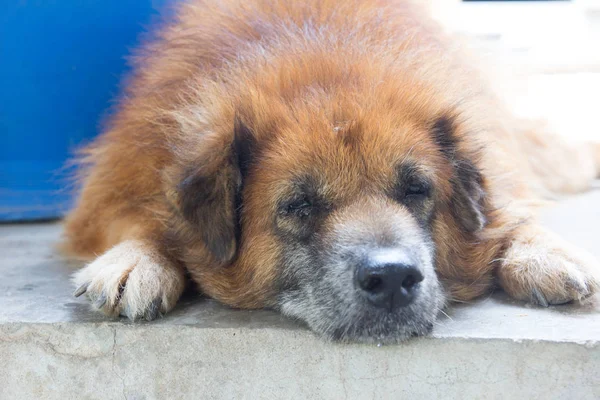 Kahverengi köpek kat zemin üzerine uzan — Stok fotoğraf