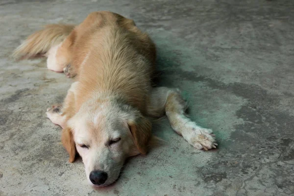 Kahverengi köpek kat zemin üzerine uzan — Stok fotoğraf