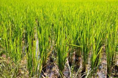 Organik yeşil çeltik pirinç alan su arka plan ile