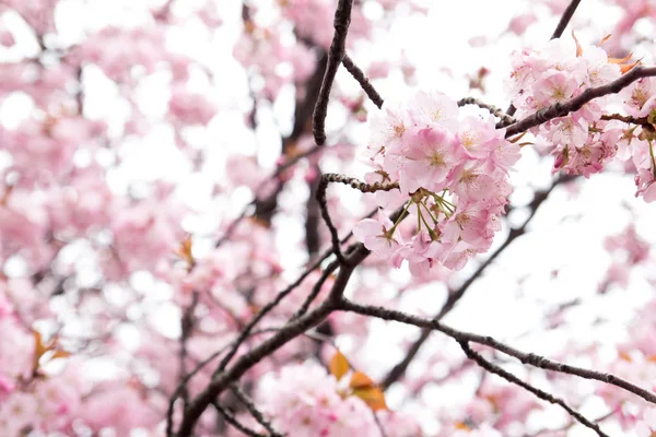 Cerrado de fondo de flor de sakura (cerezo) —  Fotos de Stock