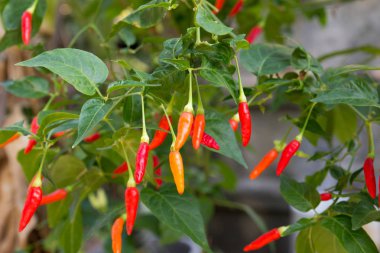 Renkli biber bitki arka plan