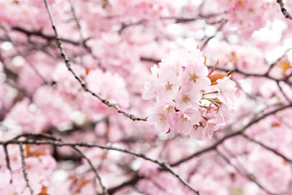 Закритий фон сакури (вишня) квітучий фон — стокове фото