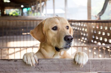 Kahverengi köpek durdu ve kafes üzerinde bekleyin 