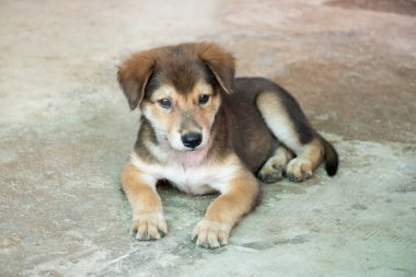 Beton zemin üzerinde uzanmış kahverengi beyaz melez köpek