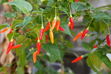 Renkli biber bitki arka plan