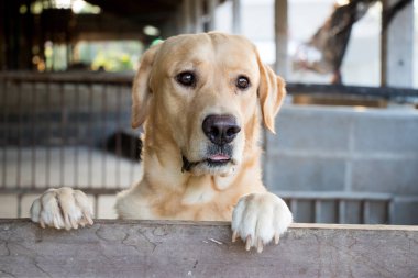 Kahverengi köpek durdu ve kafes arka plan üzerinde bekleyin