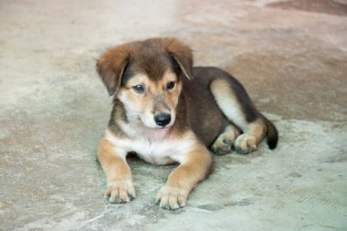 Beton zemin üzerinde uzanmış kahverengi beyaz melez köpek