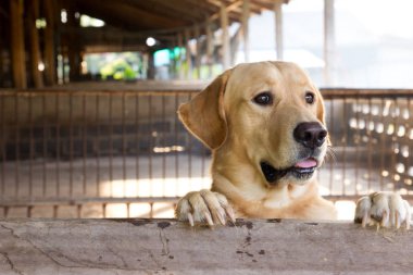 Kahverengi köpek durdu ve kafes üzerinde bekleyin 