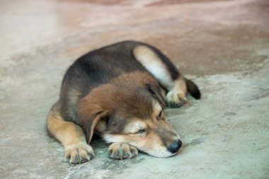 Beton zemin üzerinde uzanmış kahverengi beyaz melez köpek