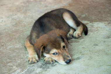 Beton zemin üzerinde uzanmış kahverengi beyaz melez köpek