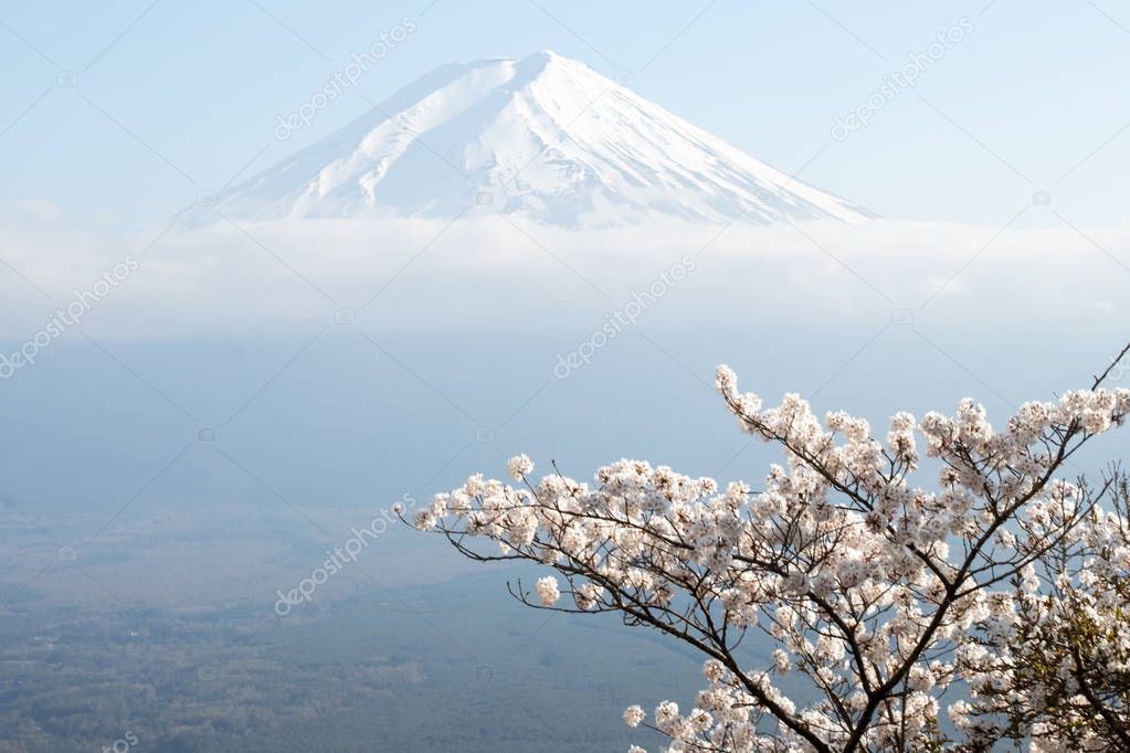 Fuji mountain  in japan as background with sakura blossom as foreground