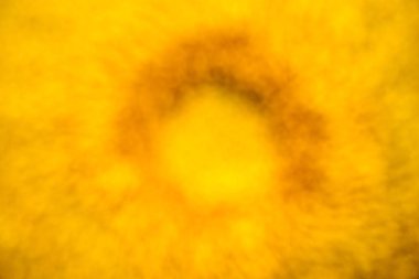 Sarı arka plan (ayçiçeği, kapalı gelen odak)