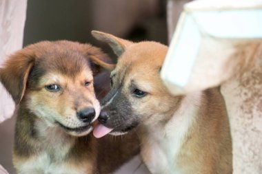 İki köpek yavrusu oynamak komik beton arka plan ile birlikte