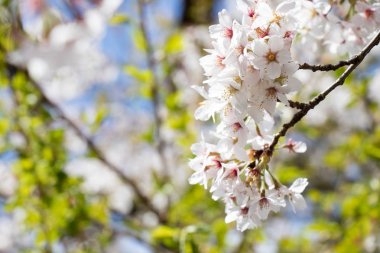 Bahar sezonu ile mavi gökyüzü arka plan beyaz kiraz (Sakura) çiçeği