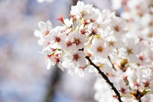 Flor de cerezo blanco (Sakura) en primavera con fondo de cielo azul —  Fotos de Stock